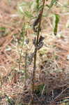 White snakeroot